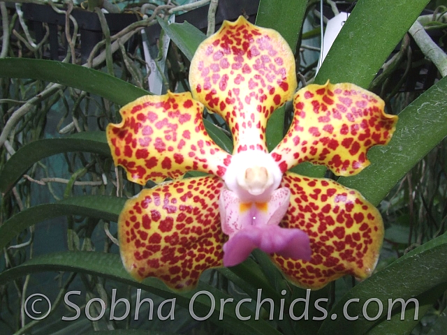 Vanda. Happy Smile x V. Kultana Fragrance